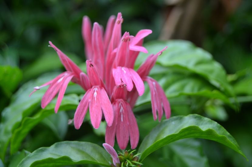  - Royal Botanic Gardens Sydney