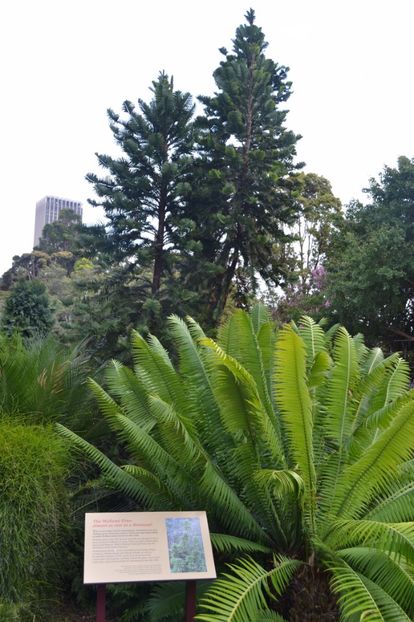  - Royal Botanic Gardens Sydney