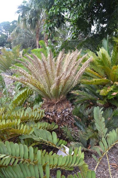  - Royal Botanic Gardens Sydney