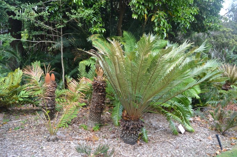  - Royal Botanic Gardens Sydney