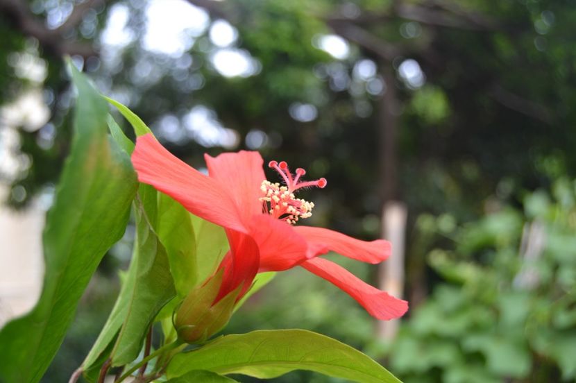  - Royal Botanic Gardens Sydney