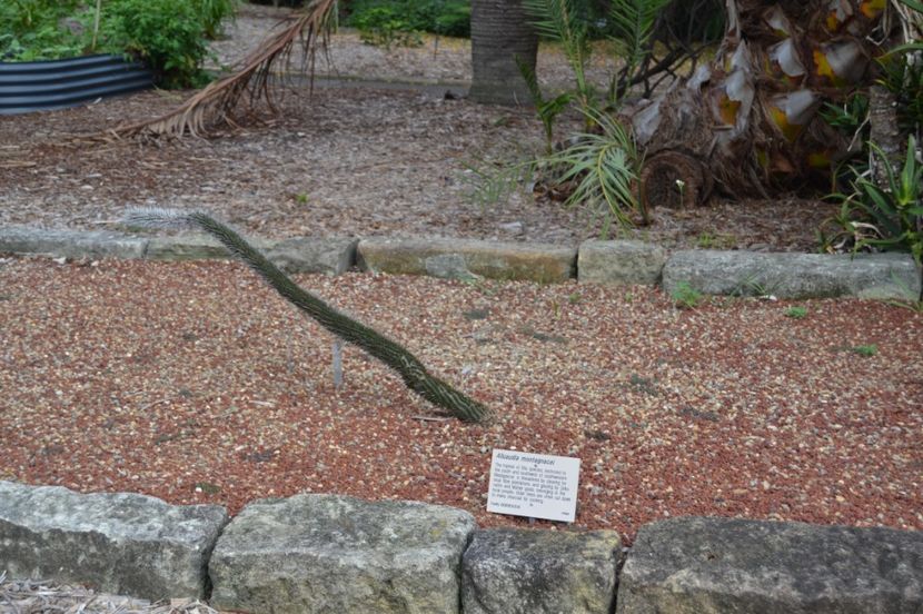  - Royal Botanic Gardens Sydney