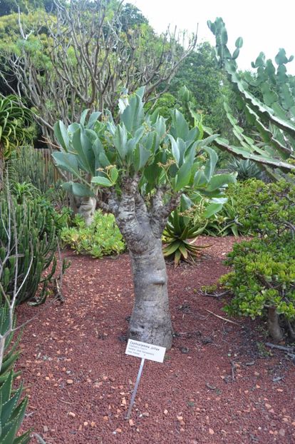  - Royal Botanic Gardens Sydney