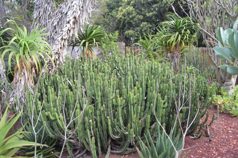  - Royal Botanic Gardens Sydney