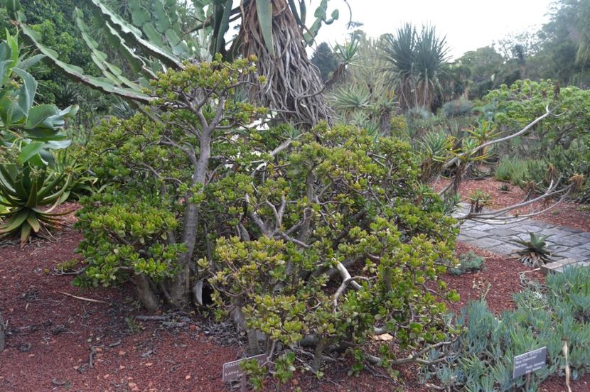  - Royal Botanic Gardens Sydney