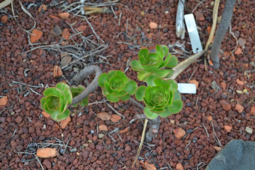  - Royal Botanic Gardens Sydney