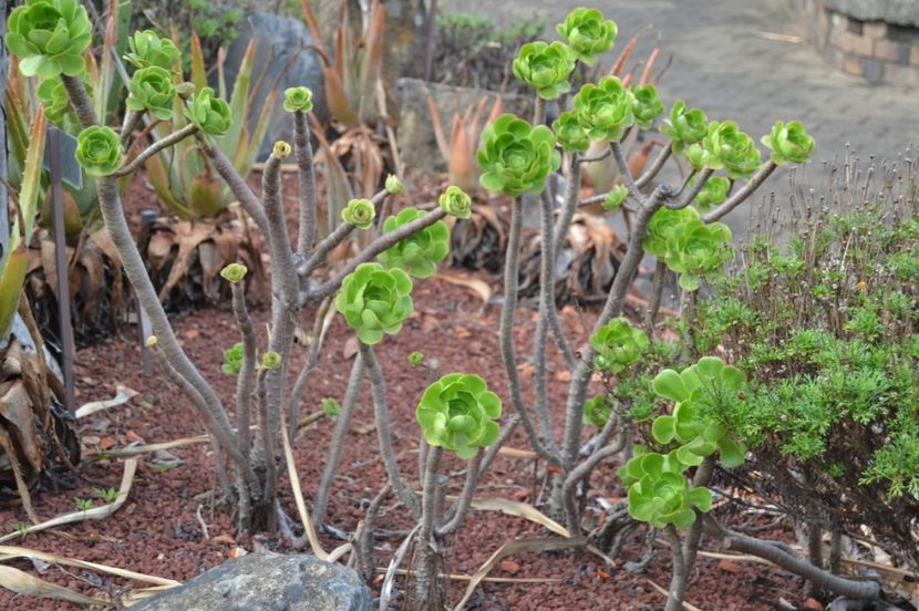  - Royal Botanic Gardens Sydney