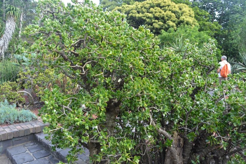  - Royal Botanic Gardens Sydney