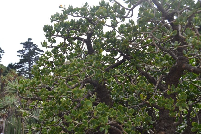  - Royal Botanic Gardens Sydney