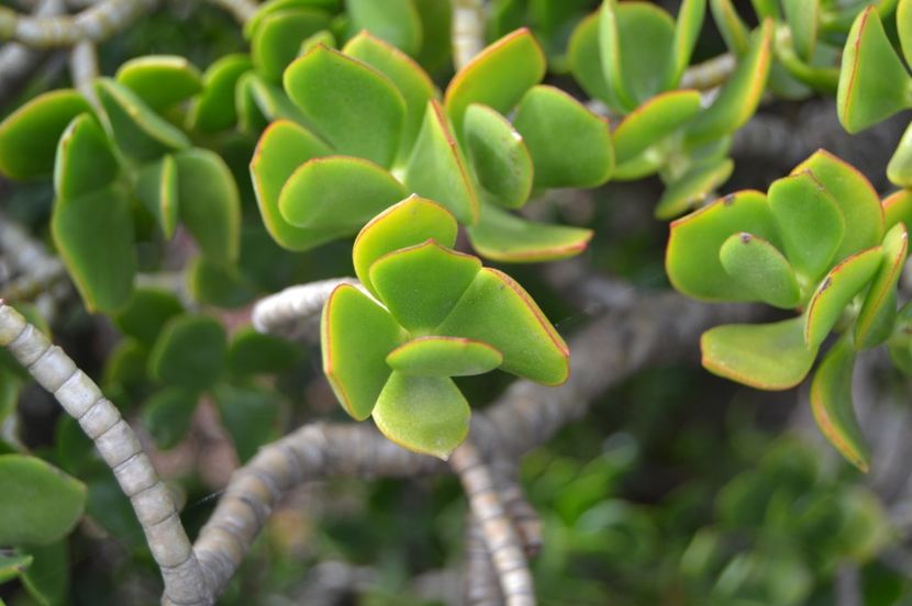  - Royal Botanic Gardens Sydney