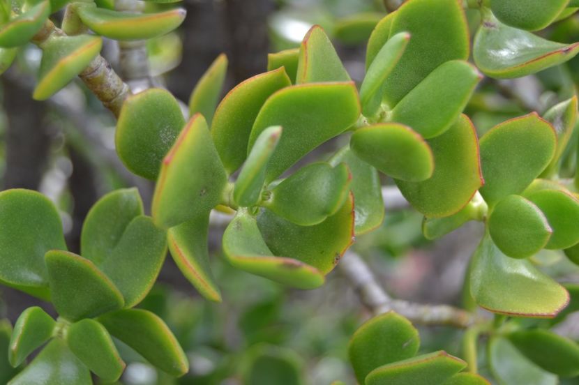  - Royal Botanic Gardens Sydney