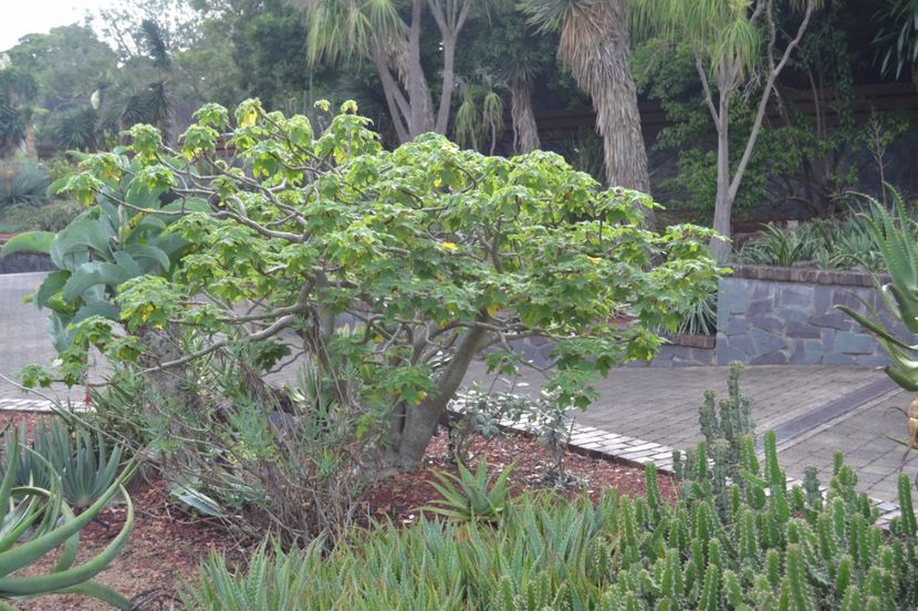  - Royal Botanic Gardens Sydney