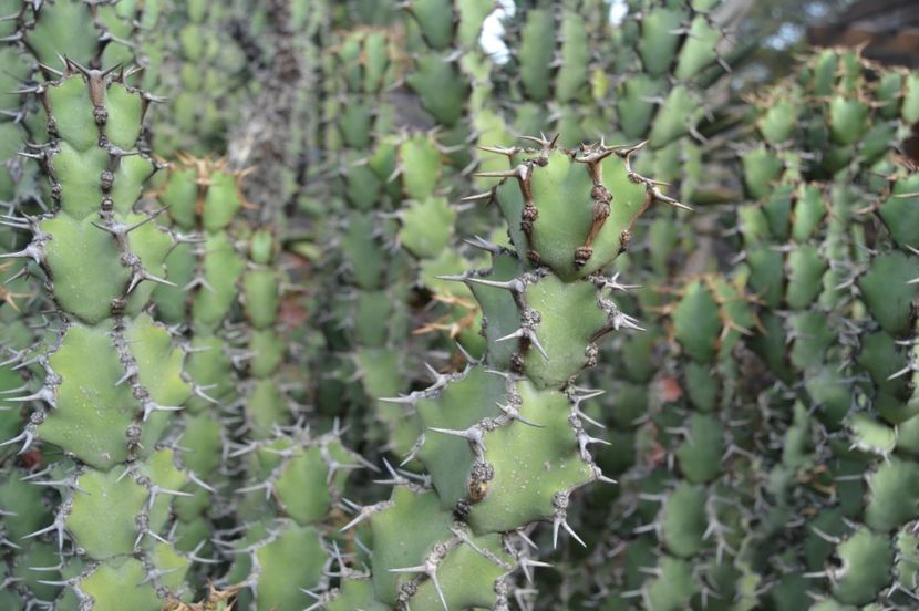  - Royal Botanic Gardens Sydney