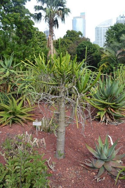  - Royal Botanic Gardens Sydney