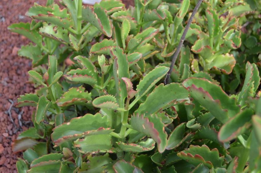  - Royal Botanic Gardens Sydney