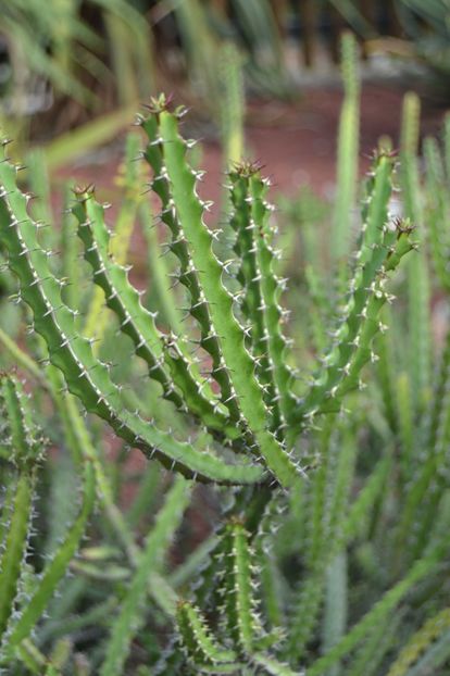  - Royal Botanic Gardens Sydney