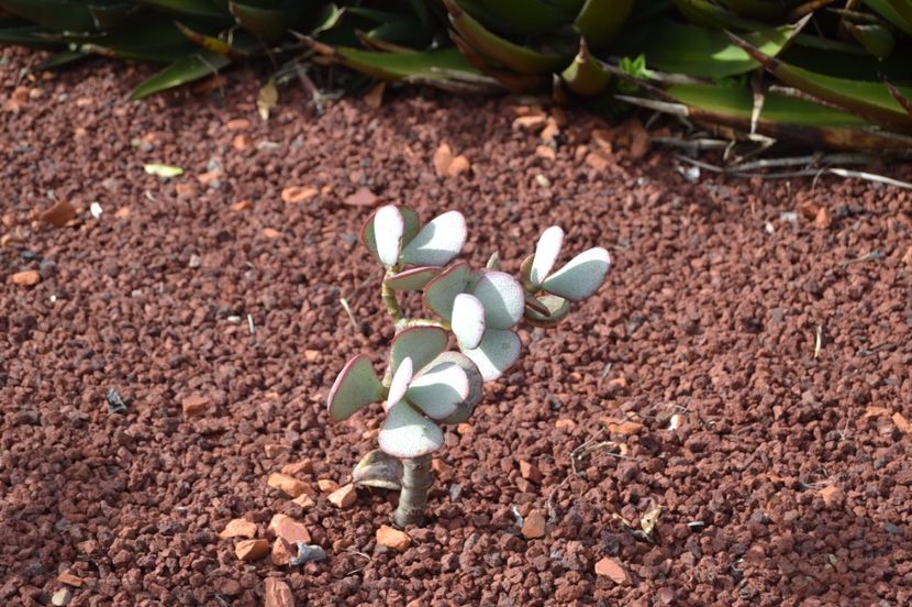  - Royal Botanic Gardens Sydney