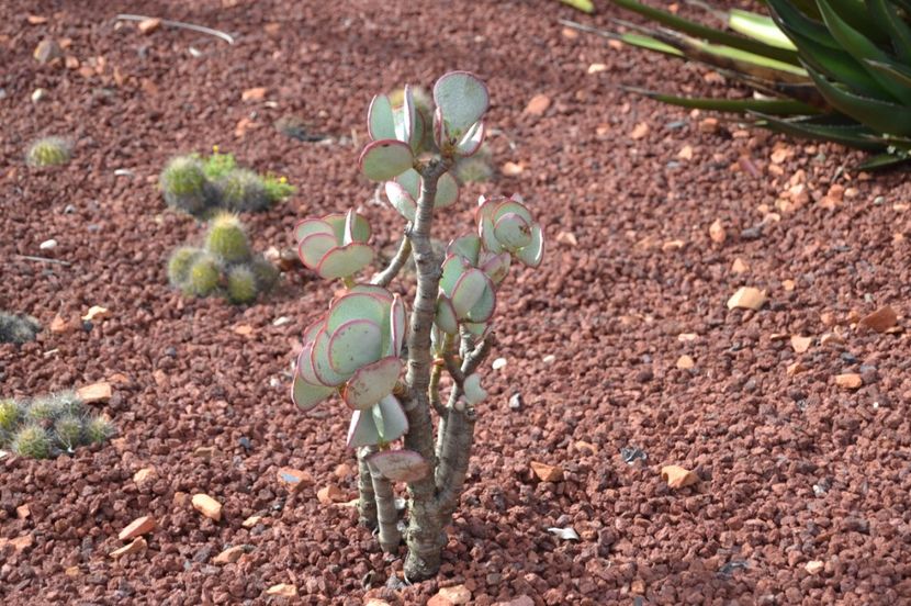  - Royal Botanic Gardens Sydney