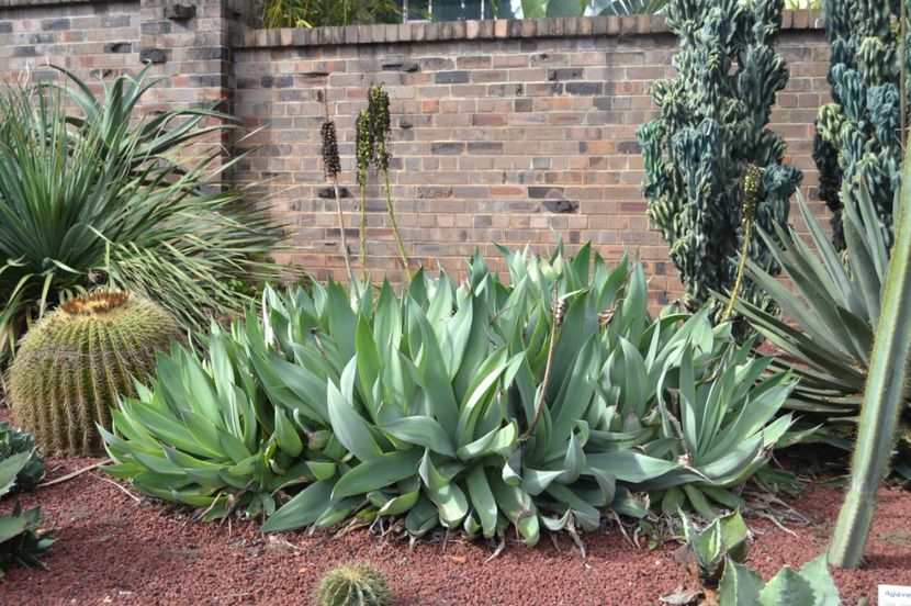  - Royal Botanic Gardens Sydney