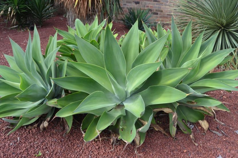  - Royal Botanic Gardens Sydney