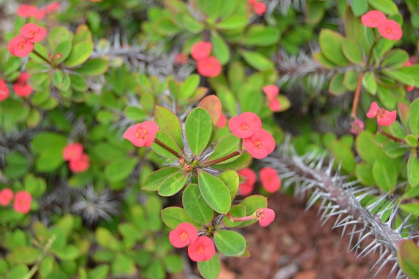  - Royal Botanic Gardens Sydney
