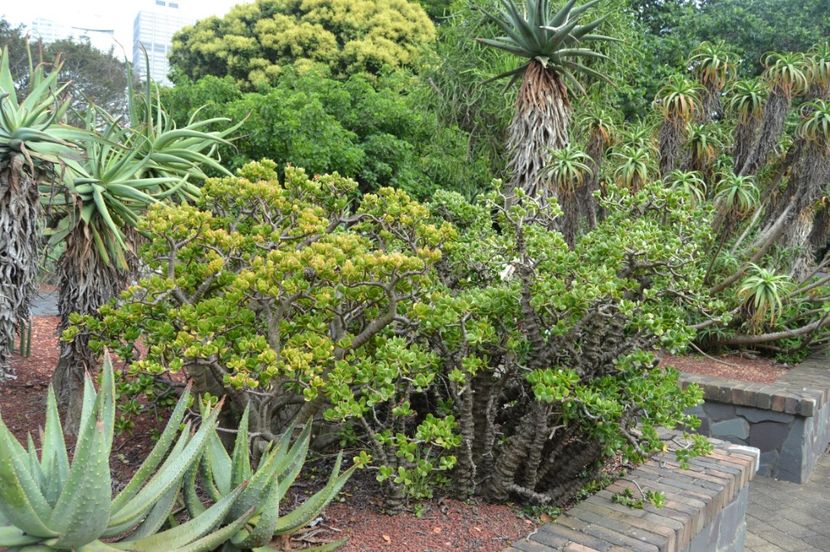  - Royal Botanic Gardens Sydney
