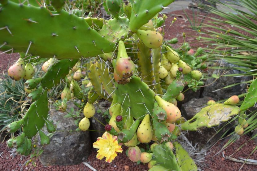  - Royal Botanic Gardens Sydney