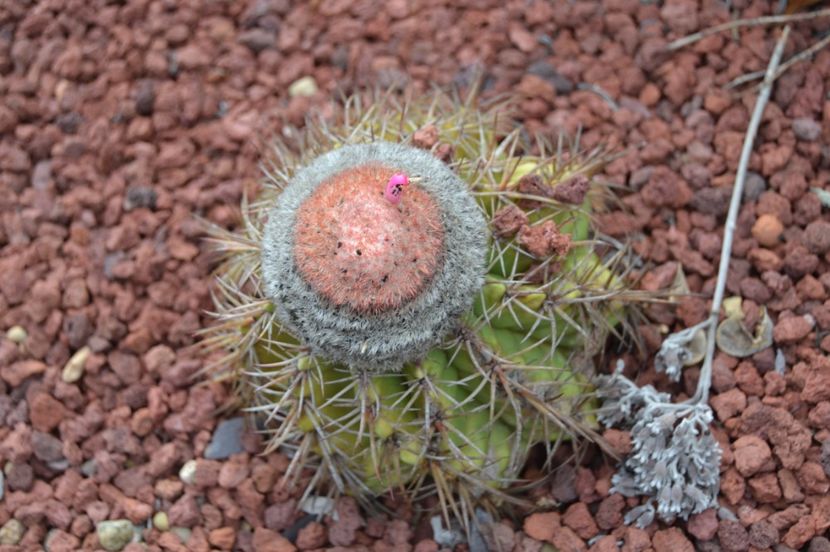  - Royal Botanic Gardens Sydney