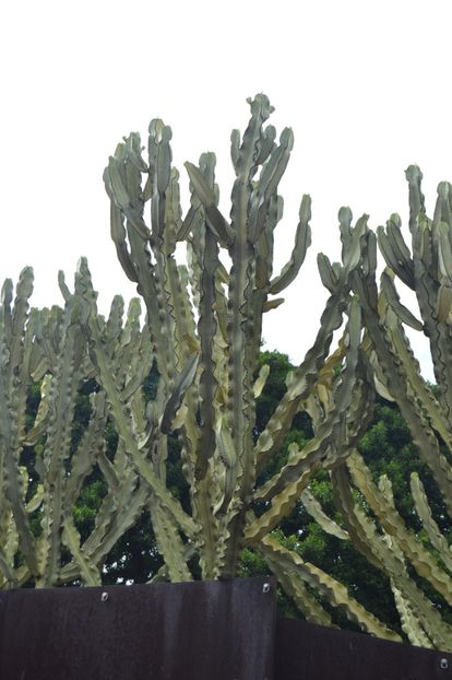  - Royal Botanic Gardens Sydney