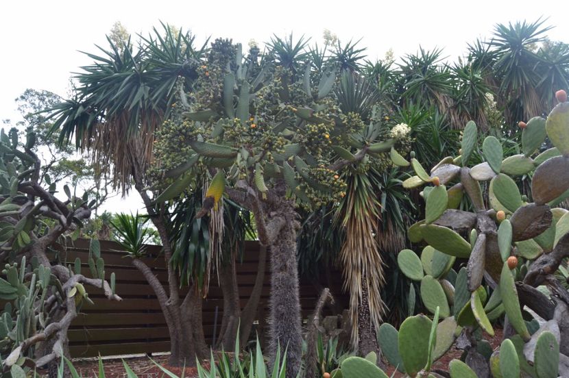  - Royal Botanic Gardens Sydney