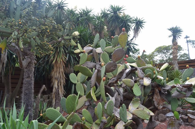  - Royal Botanic Gardens Sydney