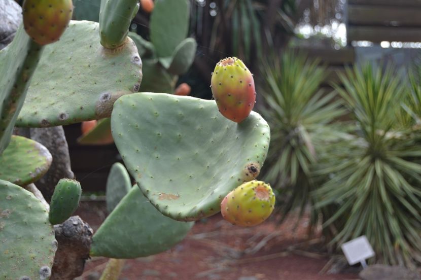  - Royal Botanic Gardens Sydney