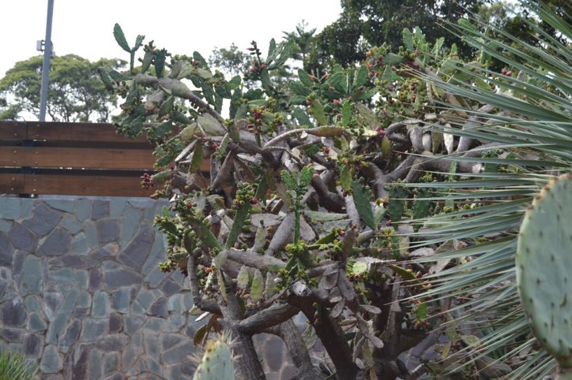 - Royal Botanic Gardens Sydney
