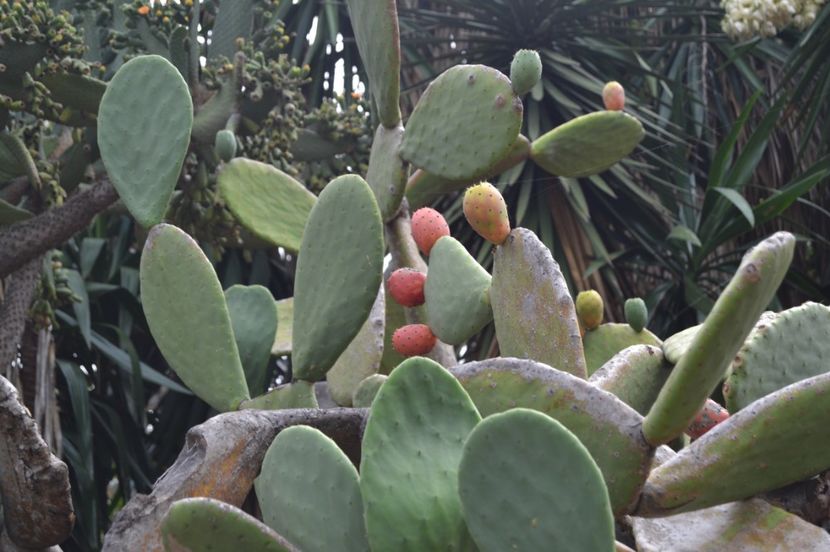  - Royal Botanic Gardens Sydney