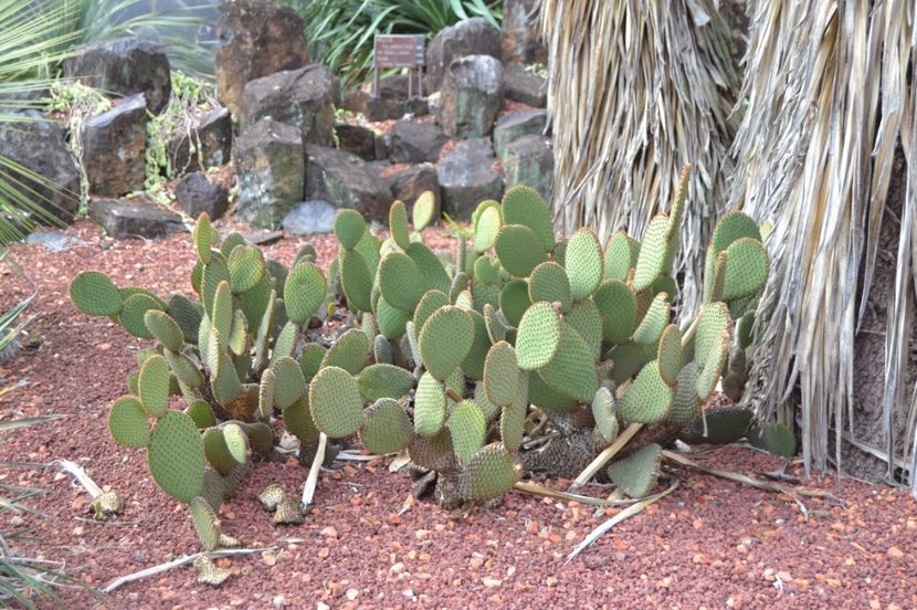  - Royal Botanic Gardens Sydney