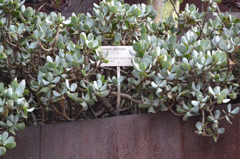  - Royal Botanic Gardens Sydney