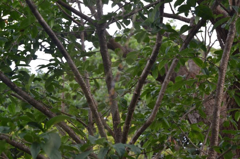  - Royal Botanic Gardens Sydney