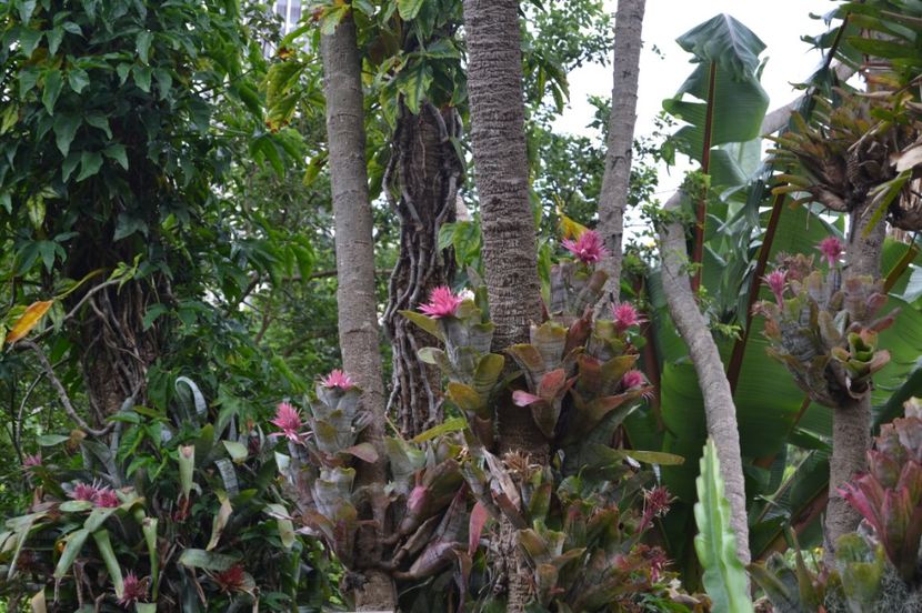  - Royal Botanic Gardens Sydney