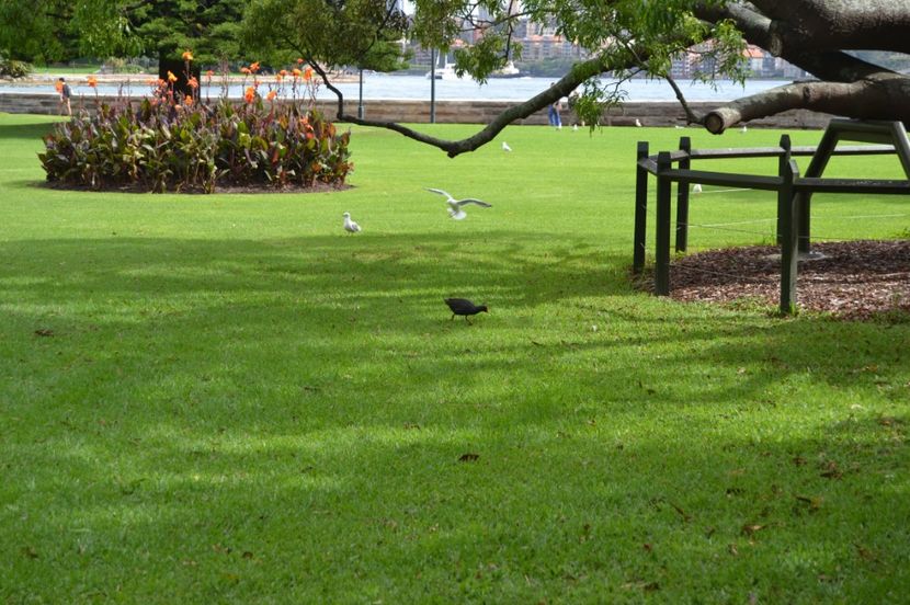  - Royal Botanic Gardens Sydney