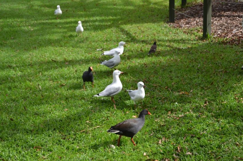  - Royal Botanic Gardens Sydney