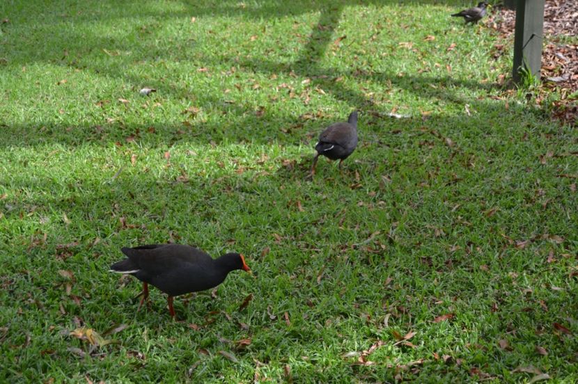  - Royal Botanic Gardens Sydney