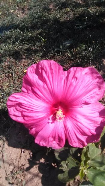 Hibiscus gigant - Clematite 2017 si hibiscuși de grădină