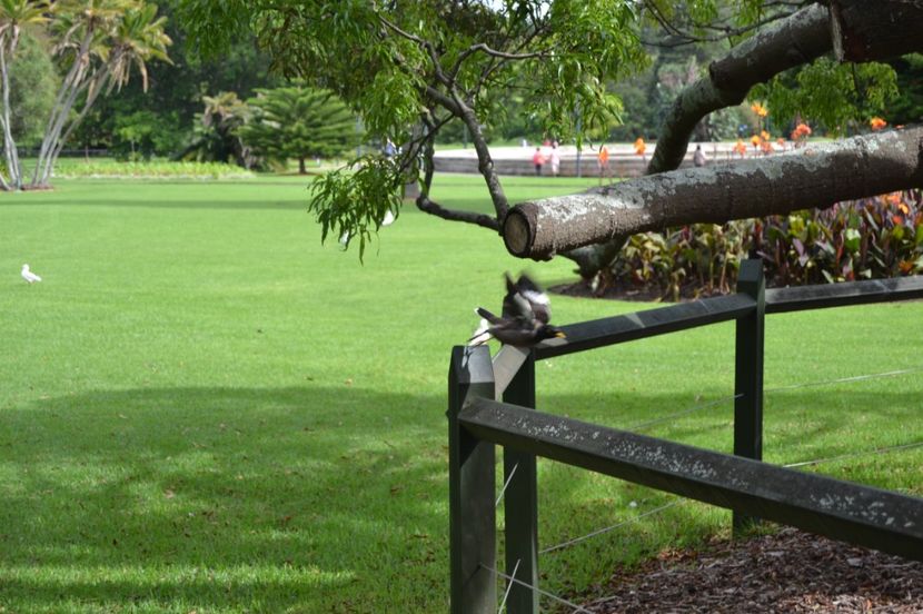  - Royal Botanic Gardens Sydney
