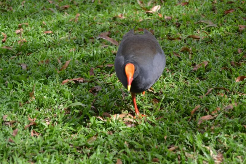  - Royal Botanic Gardens Sydney