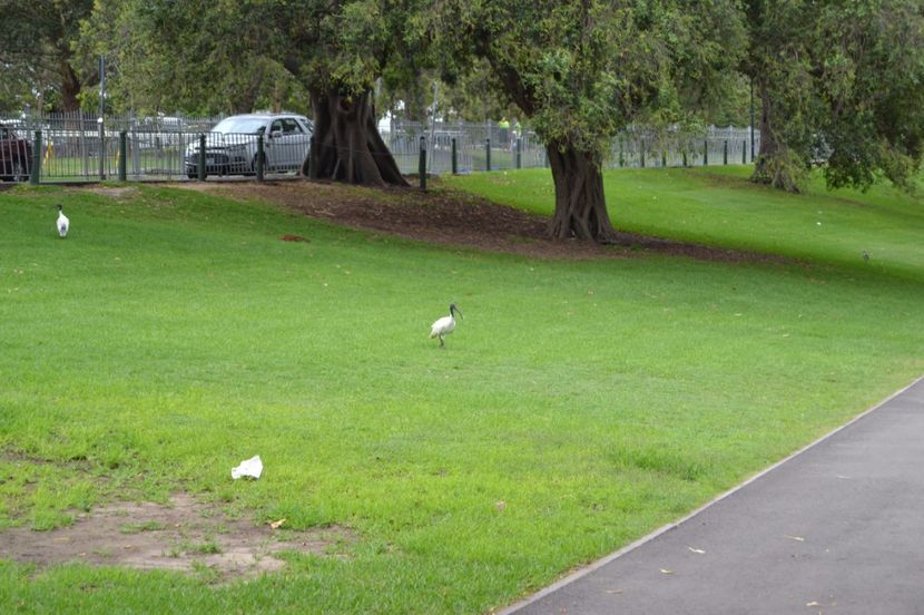  - Royal Botanic Gardens Sydney