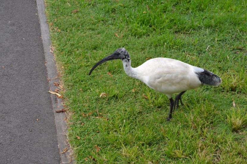  - Royal Botanic Gardens Sydney