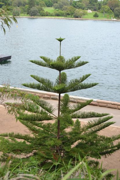  - Royal Botanic Gardens Sydney