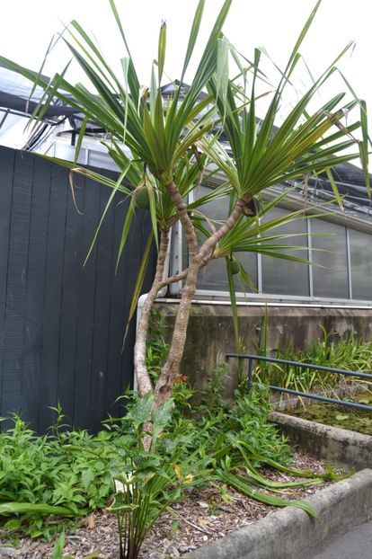  - Royal Botanic Gardens Sydney