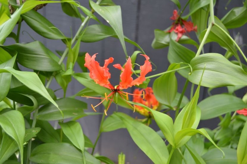  - Royal Botanic Gardens Sydney