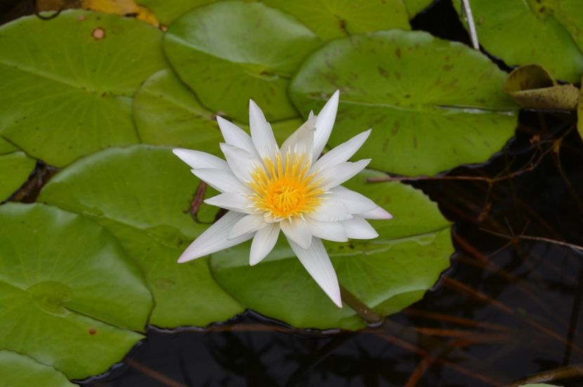  - Royal Botanic Gardens Sydney